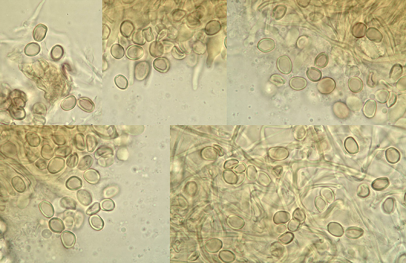 Perenniporia meridionalis micro